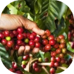 Coffee Tour